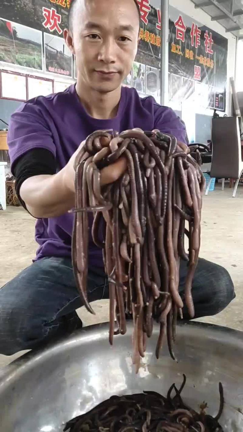 特大号蚯蚓