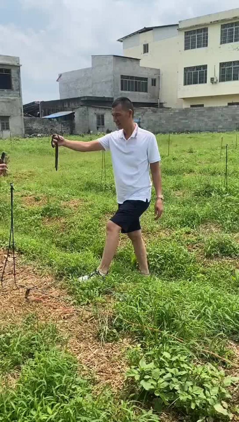 特大号蚯蚓