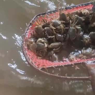 大量供应嘟噜子需要的联系