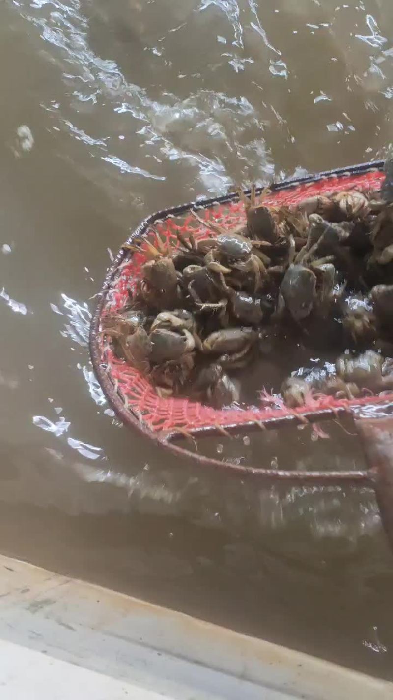 大量供应嘟噜子需要的联系