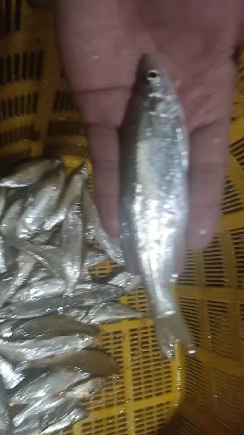 白条鱼，鲫鱼