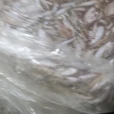 白条鱼