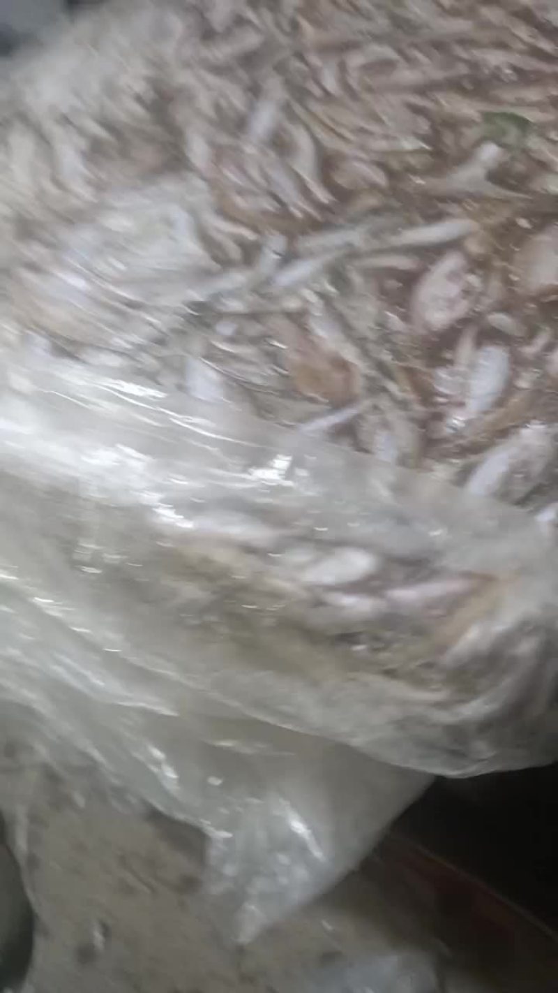 白条鱼