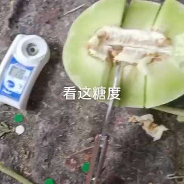 玉姑大量上市中