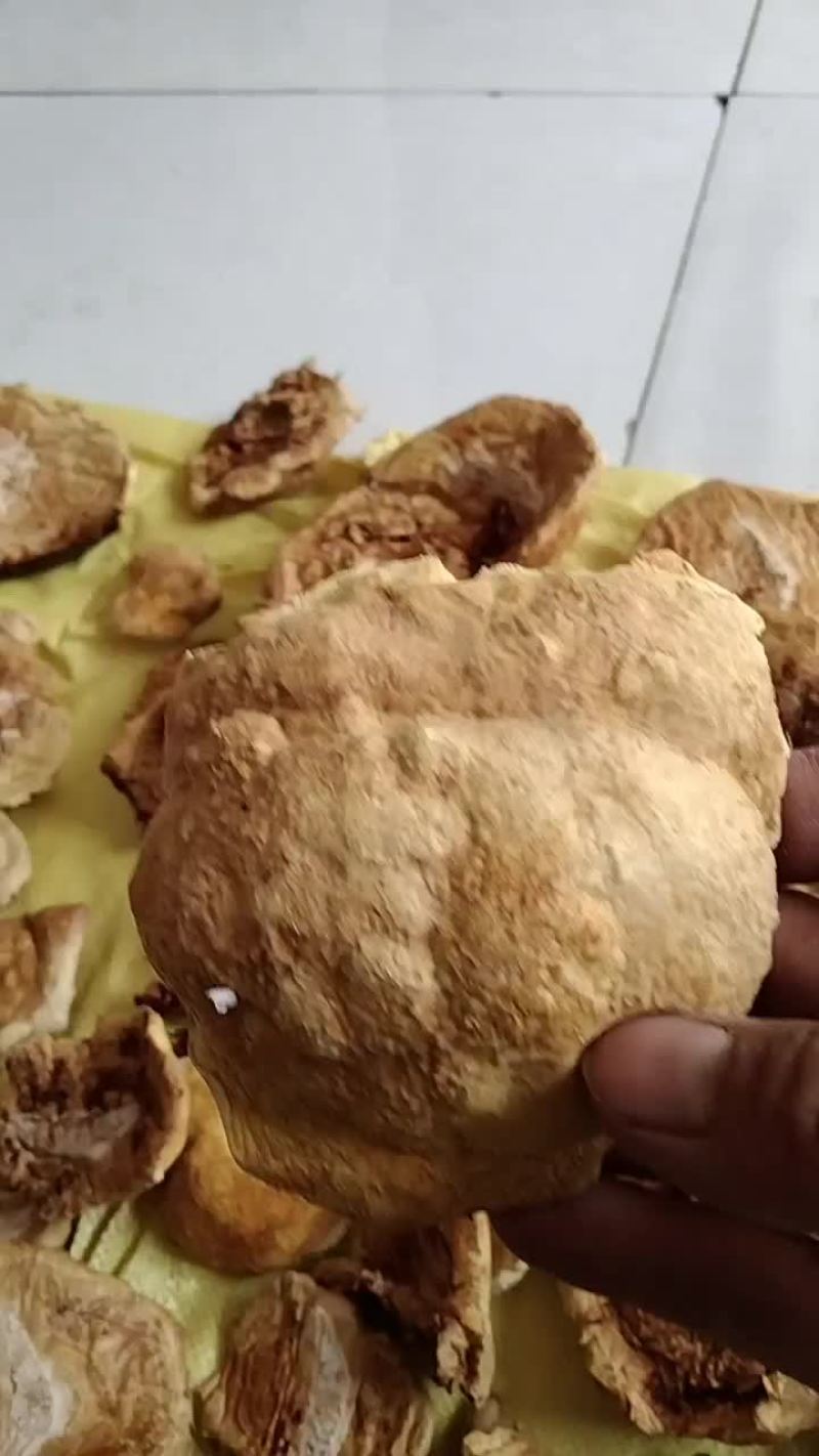 刚采摘的桑黄菌，品质保证，种源是农科院的
