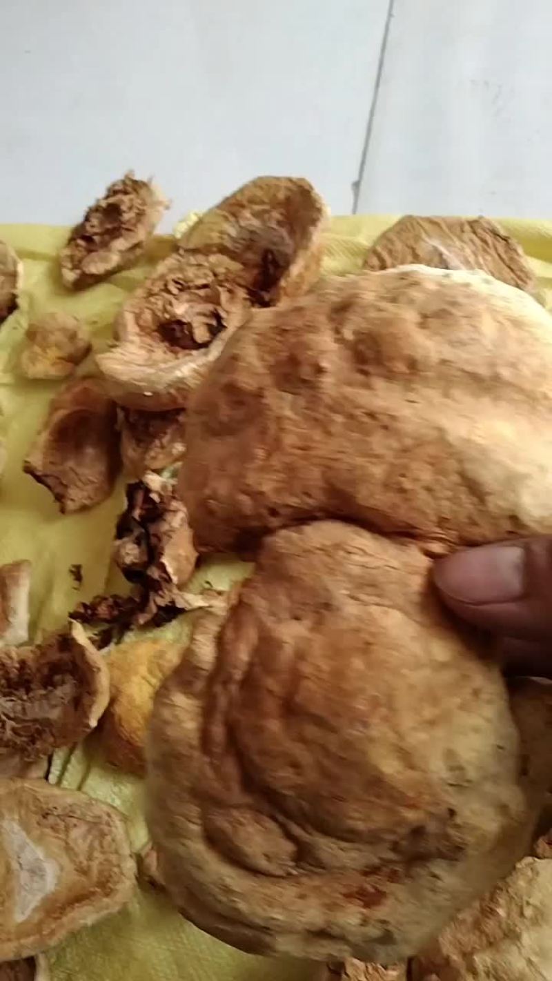 刚采摘的桑黄菌，品质保证，种源是农科院的