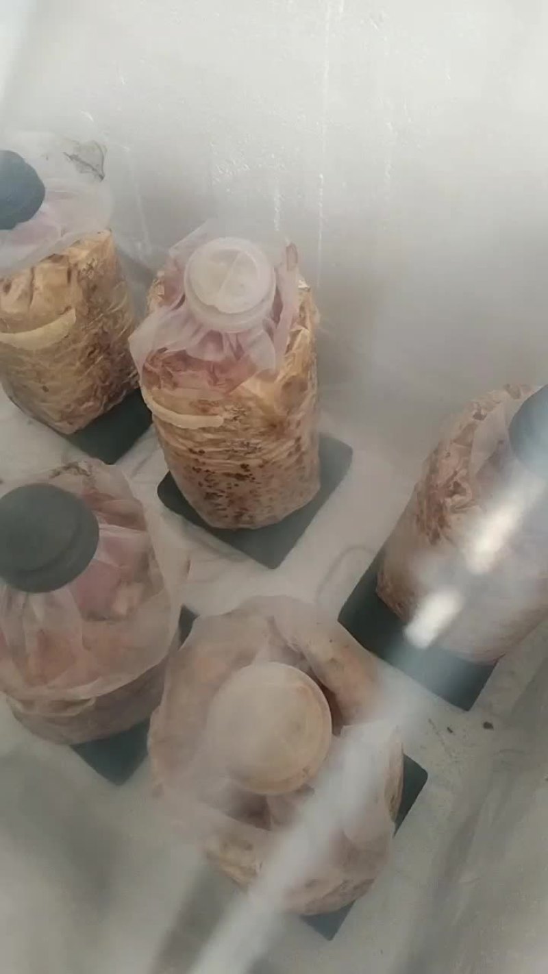 刚采摘的桑黄菌，品质保证，种源是农科院的