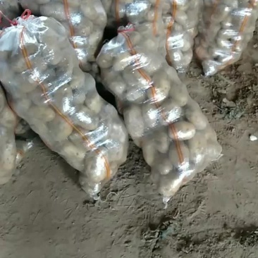 黄心土豆大量有货光滑无坑二两半欢迎新朋友光