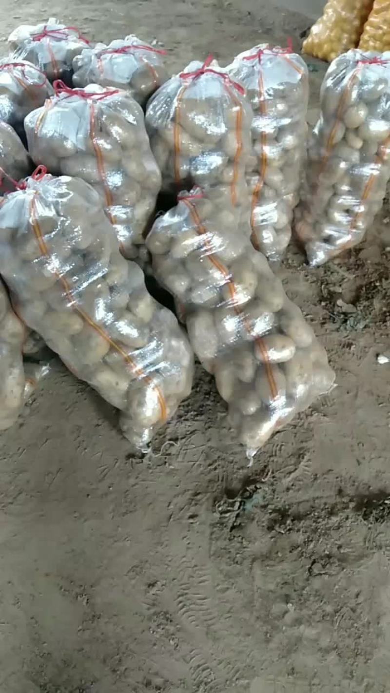 黄心土豆大量有货光滑无坑二两半欢迎新朋友光