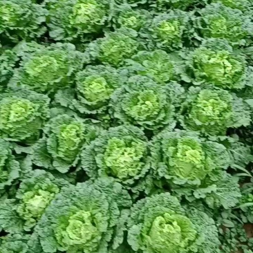 单棵1.5