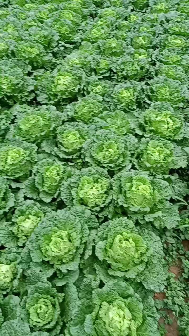 单棵1.5