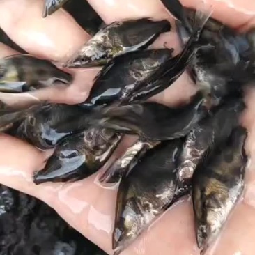 塘头大量出售各种规格桂花鱼苗，鳜鱼苗