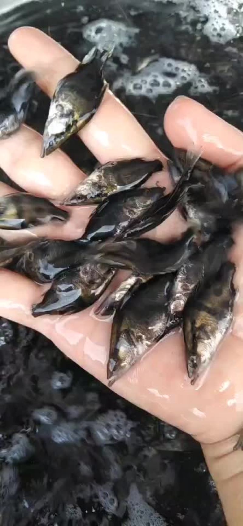 塘头大量出售各种规格桂花鱼苗，鳜鱼苗