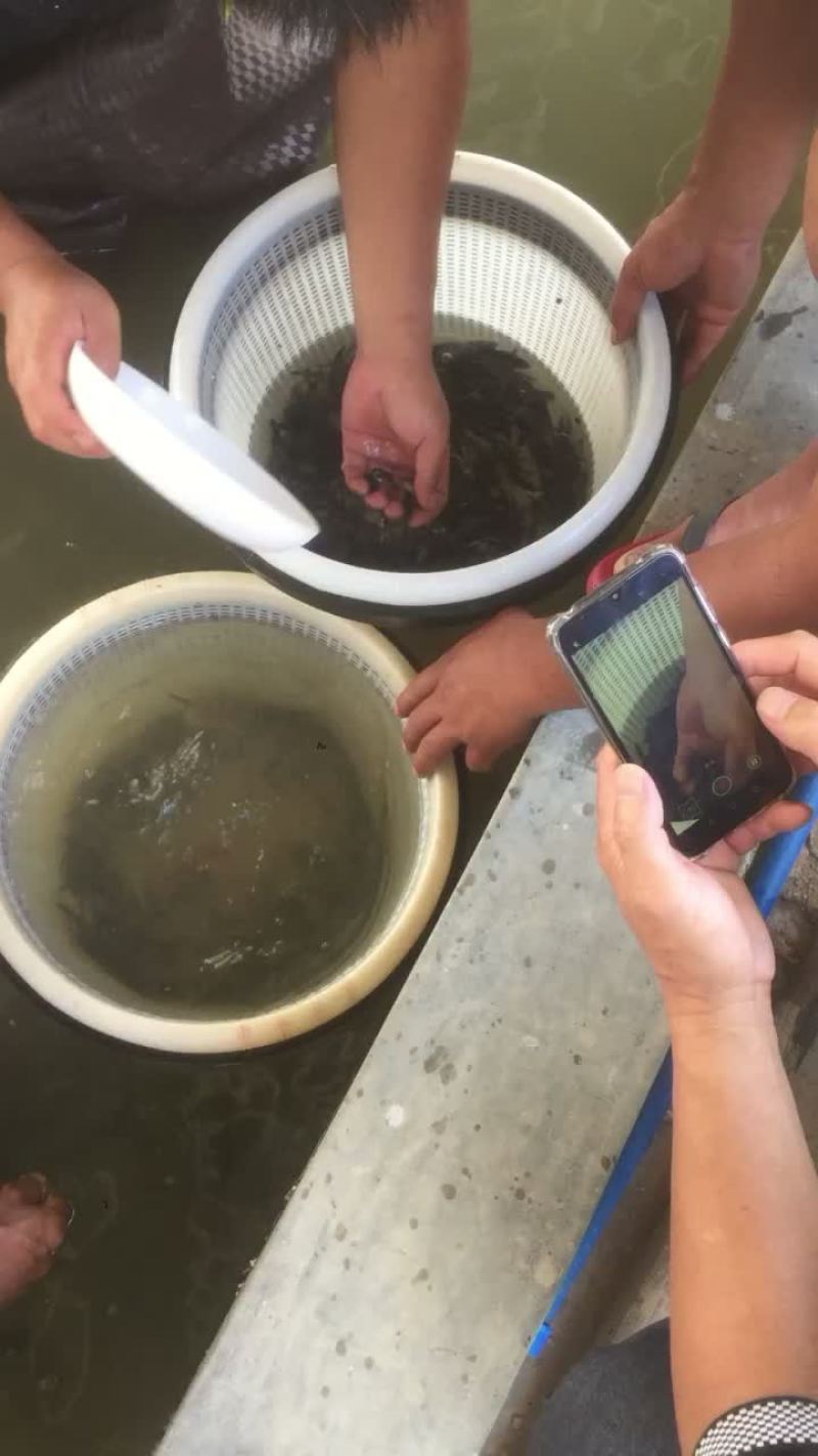 塘头大量出售各种规格桂花鱼苗，鳜鱼苗