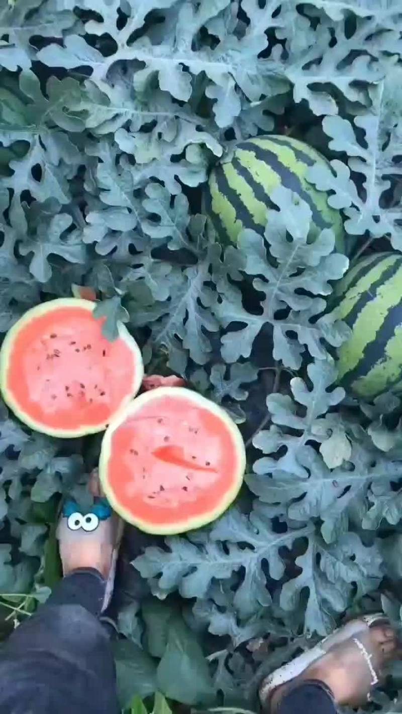 大荔甜王大量上市