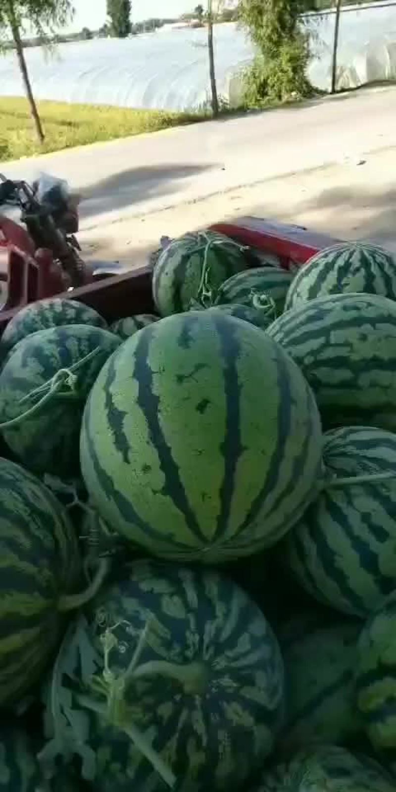 大荔甜王大量上市