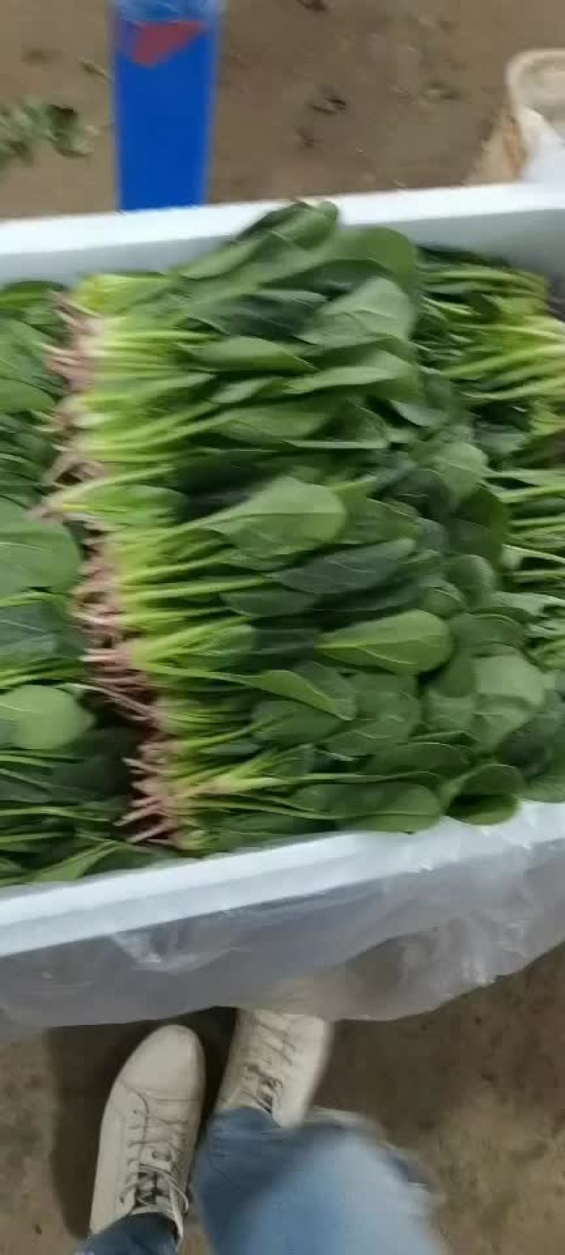 精品香菜菠菜