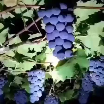 福建福安巨峰葡萄
