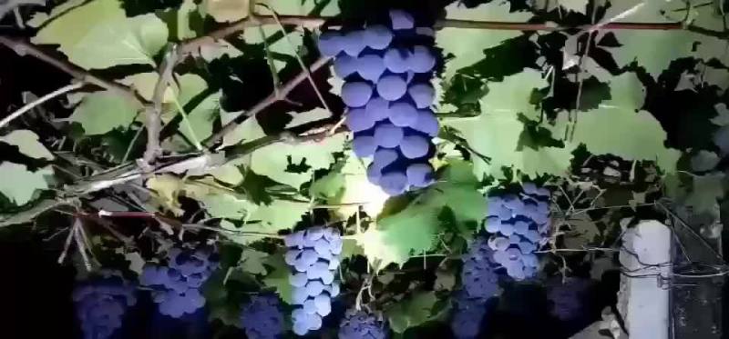 福建福安巨峰葡萄