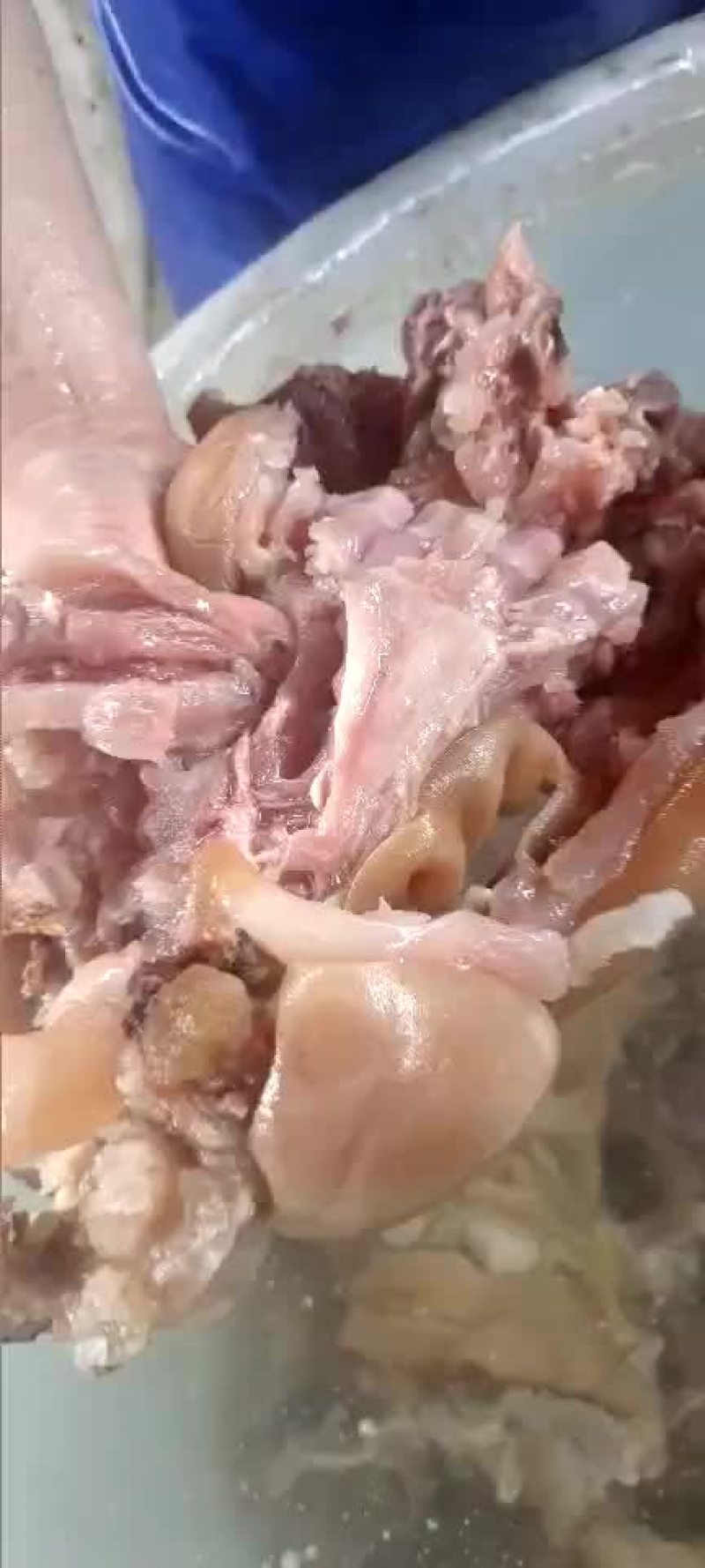 火烧毛熟去骨牛蹄，实图拍摄，干净卫生，厂家直销