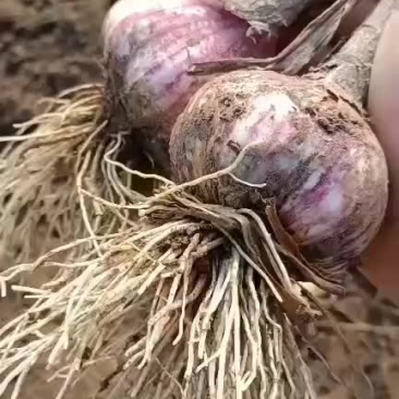 蒜大蒜上车价以蒜质量来定价