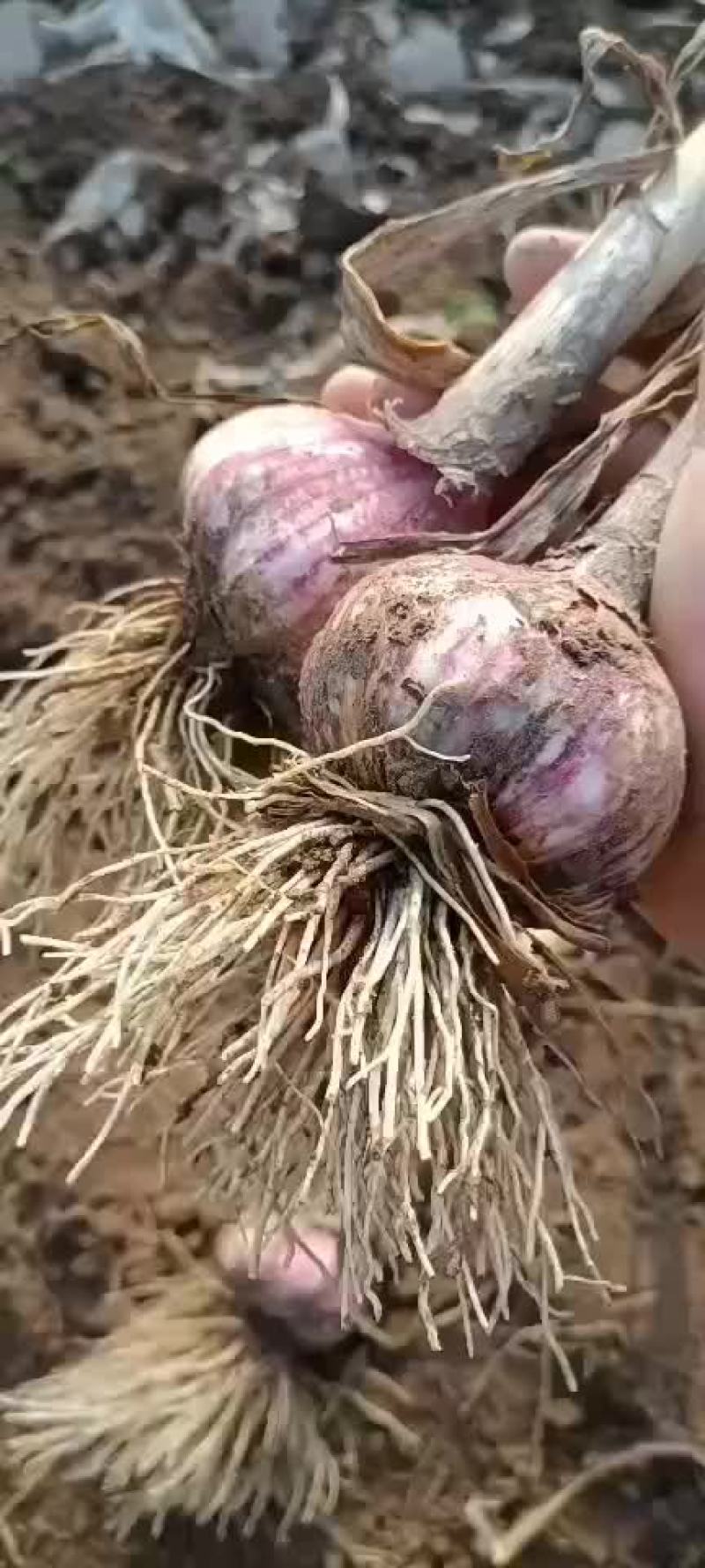 蒜大蒜上车价以蒜质量来定价