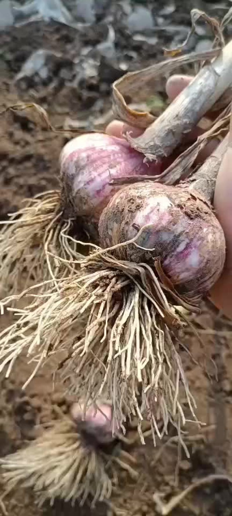 蒜大蒜上车价以蒜质量来定价