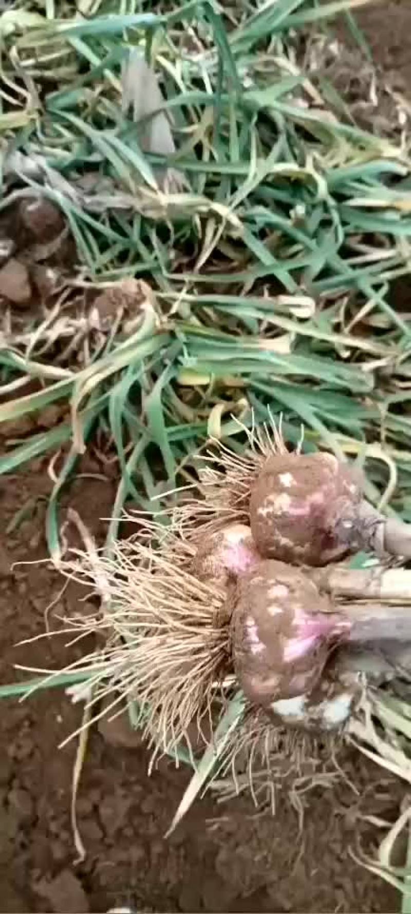 蒜大蒜上车价以蒜质量来定价