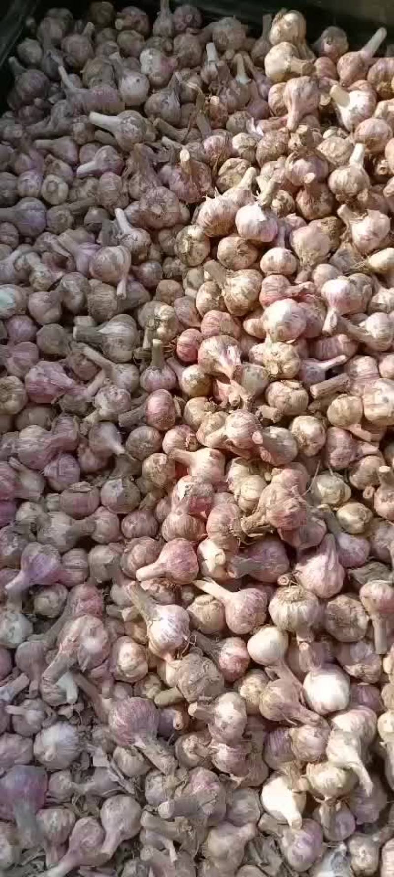 蒜大蒜上车价以蒜质量来定价