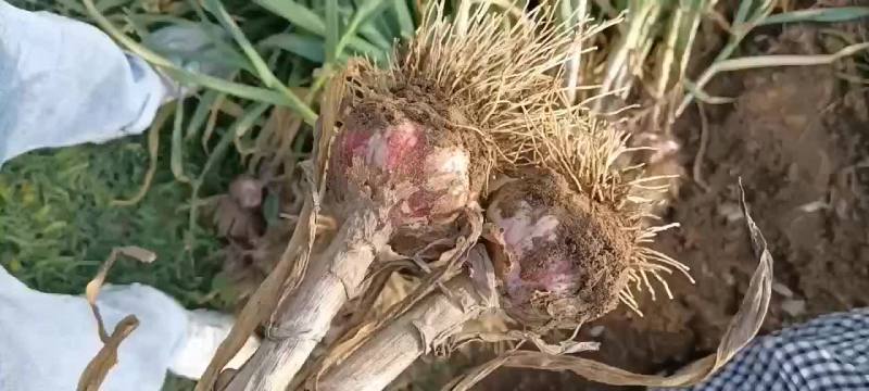 蒜大蒜上车价以蒜质量来定价