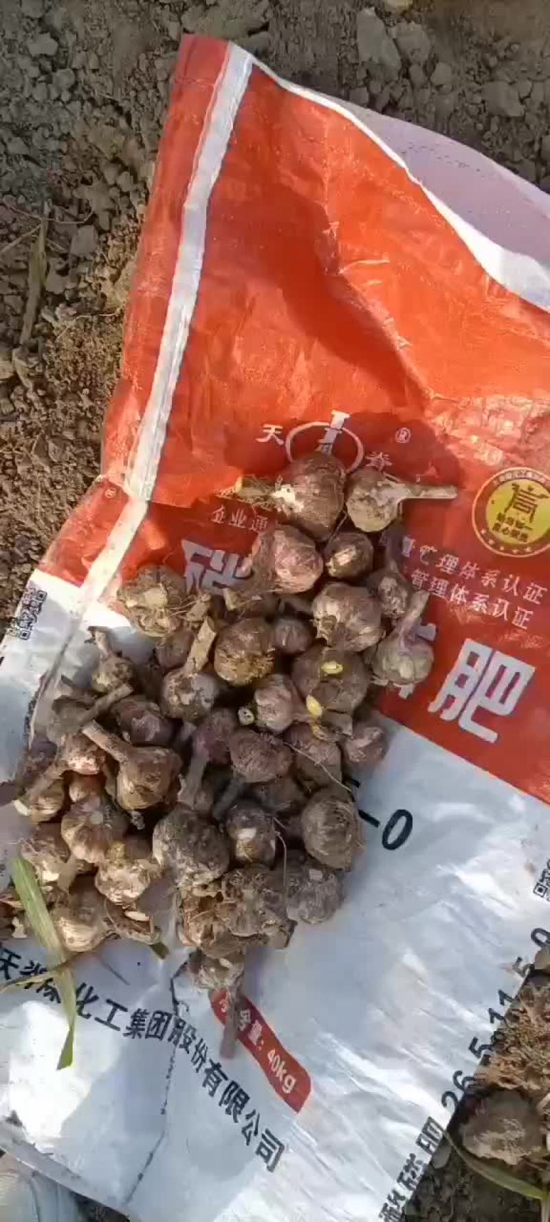 蒜大蒜上车价以蒜质量来定价