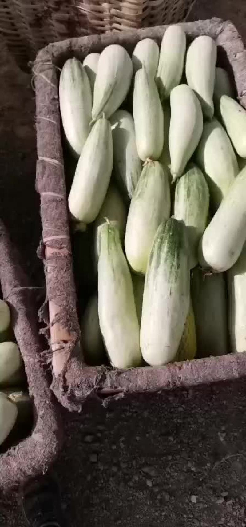 博洋61甜瓜
