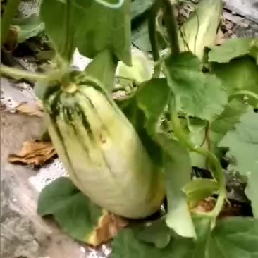 博洋61甜瓜