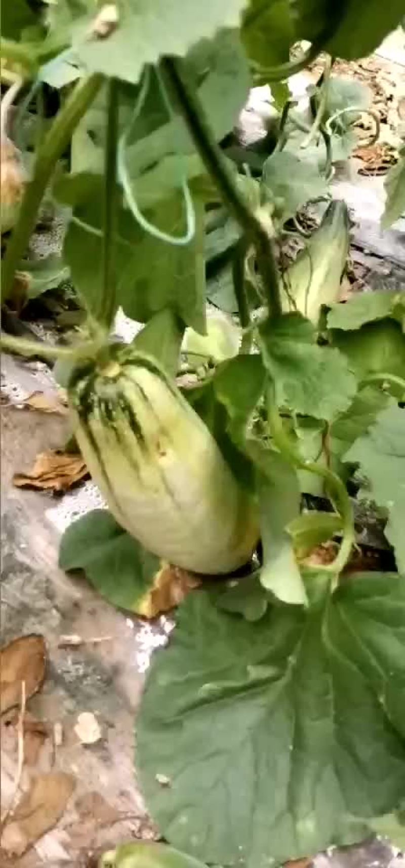 博洋61甜瓜