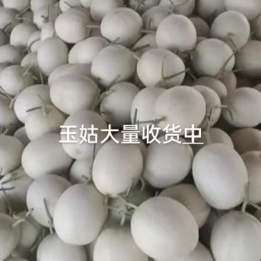 玉姑大量上市中