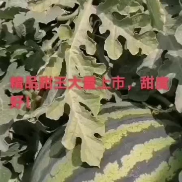 甜王西瓜