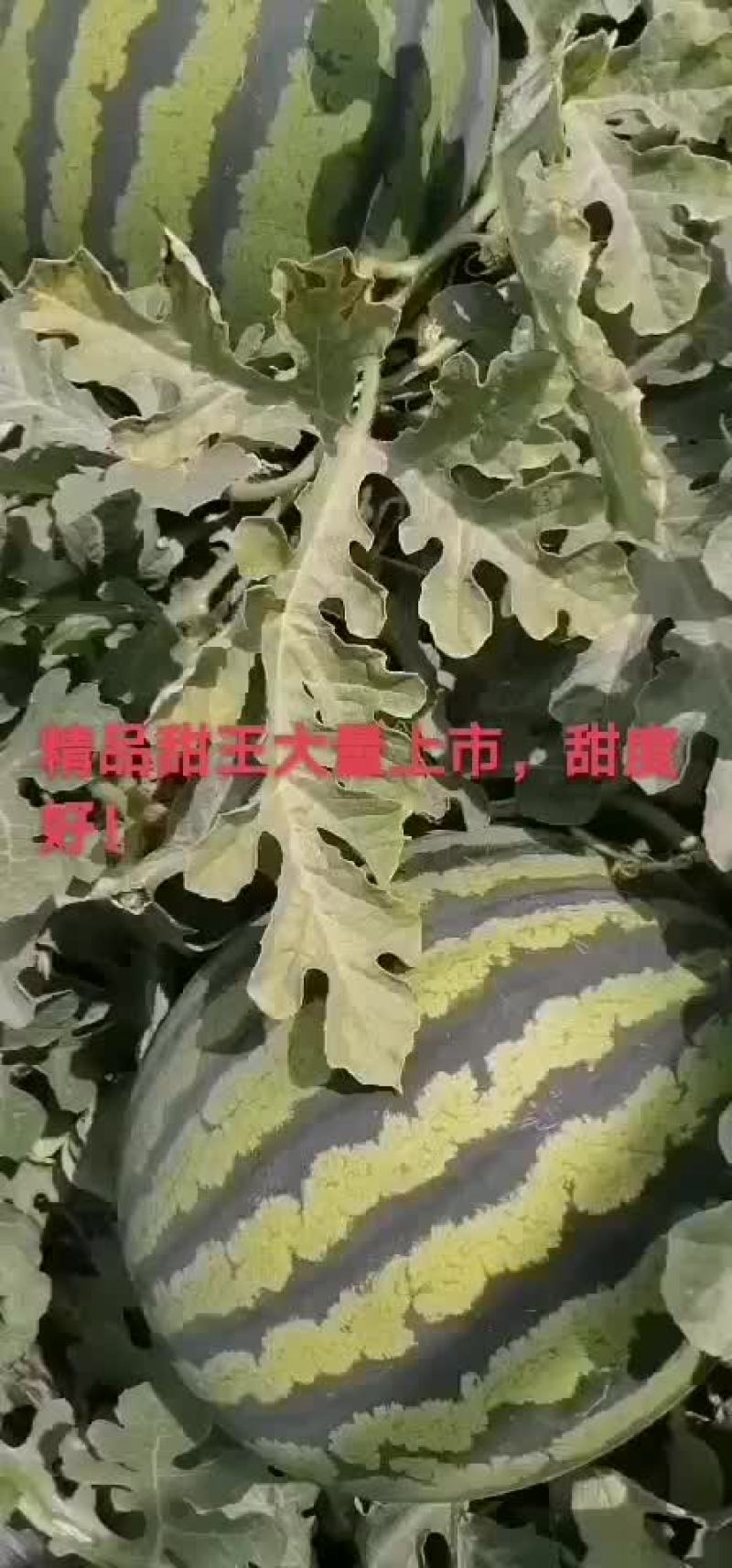 甜王西瓜