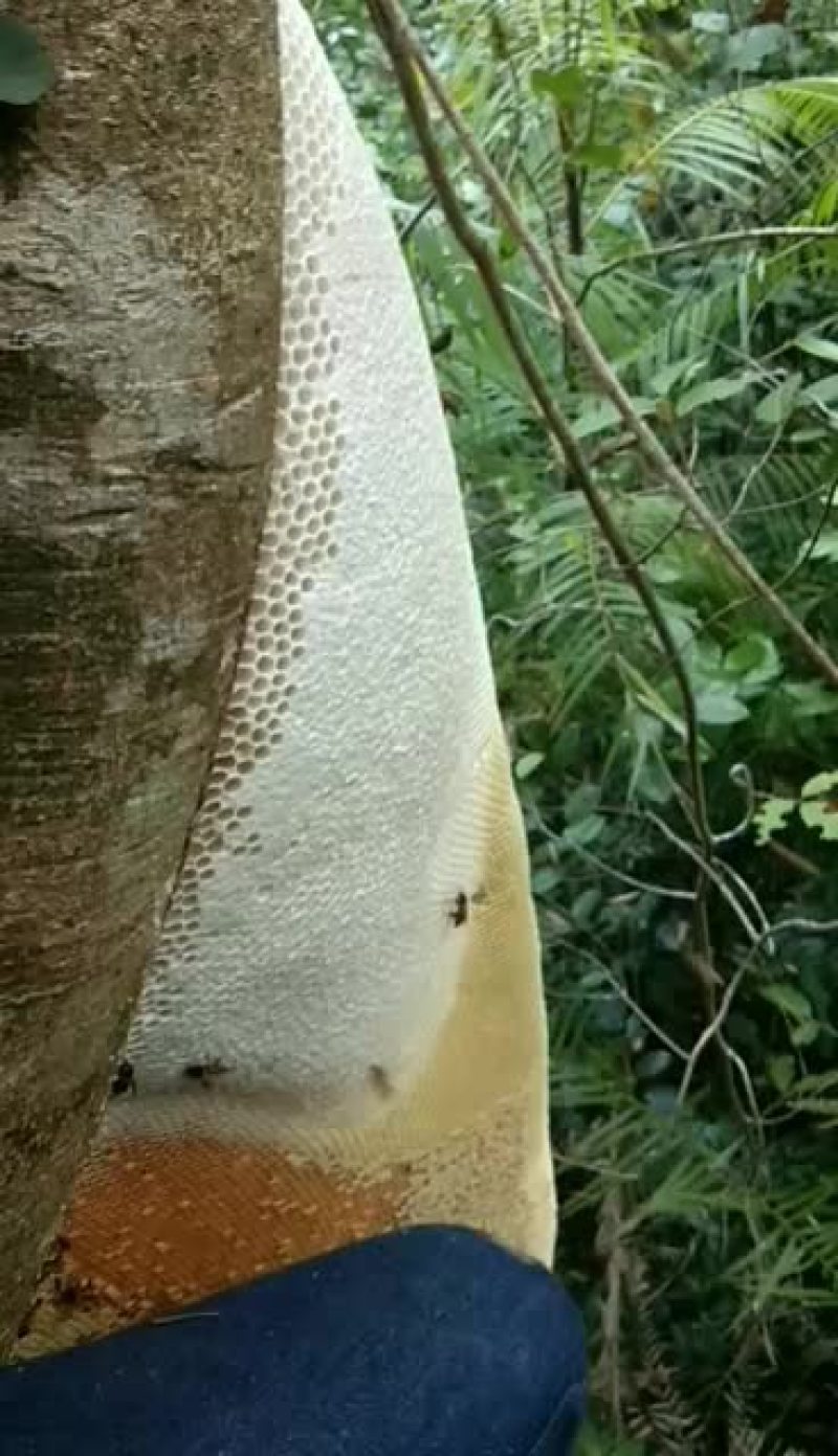 土蜜蜂糖多少钱一斤?(土蜂蜜价格多少钱一箱)