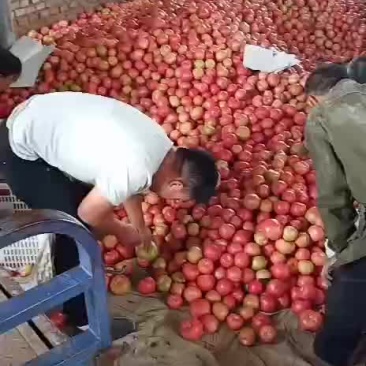 粉果西红柿