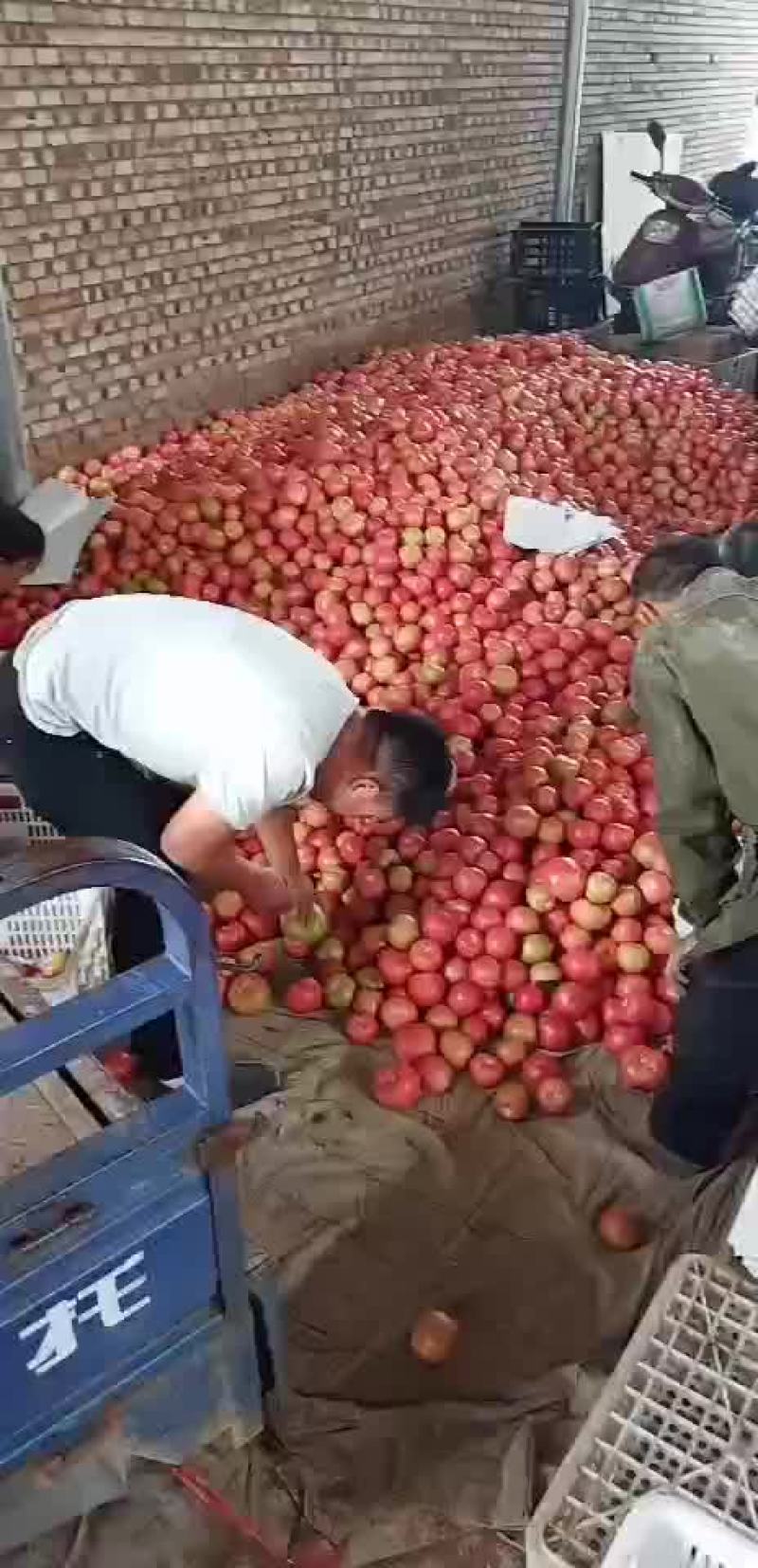 粉果西红柿