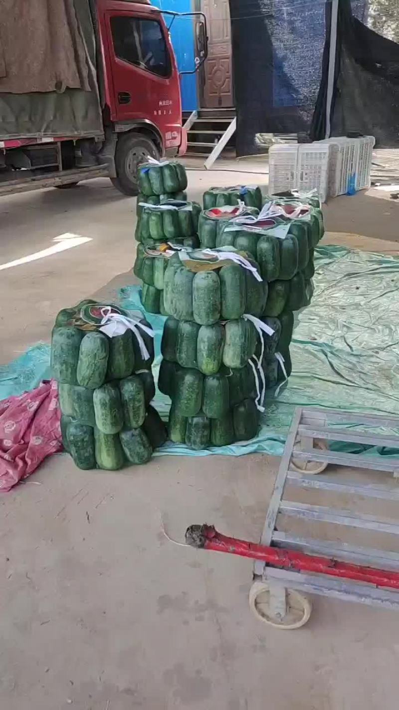 水果冬瓜，粉皮冬瓜