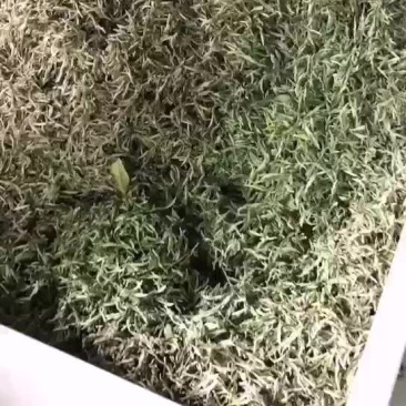 牡丹王