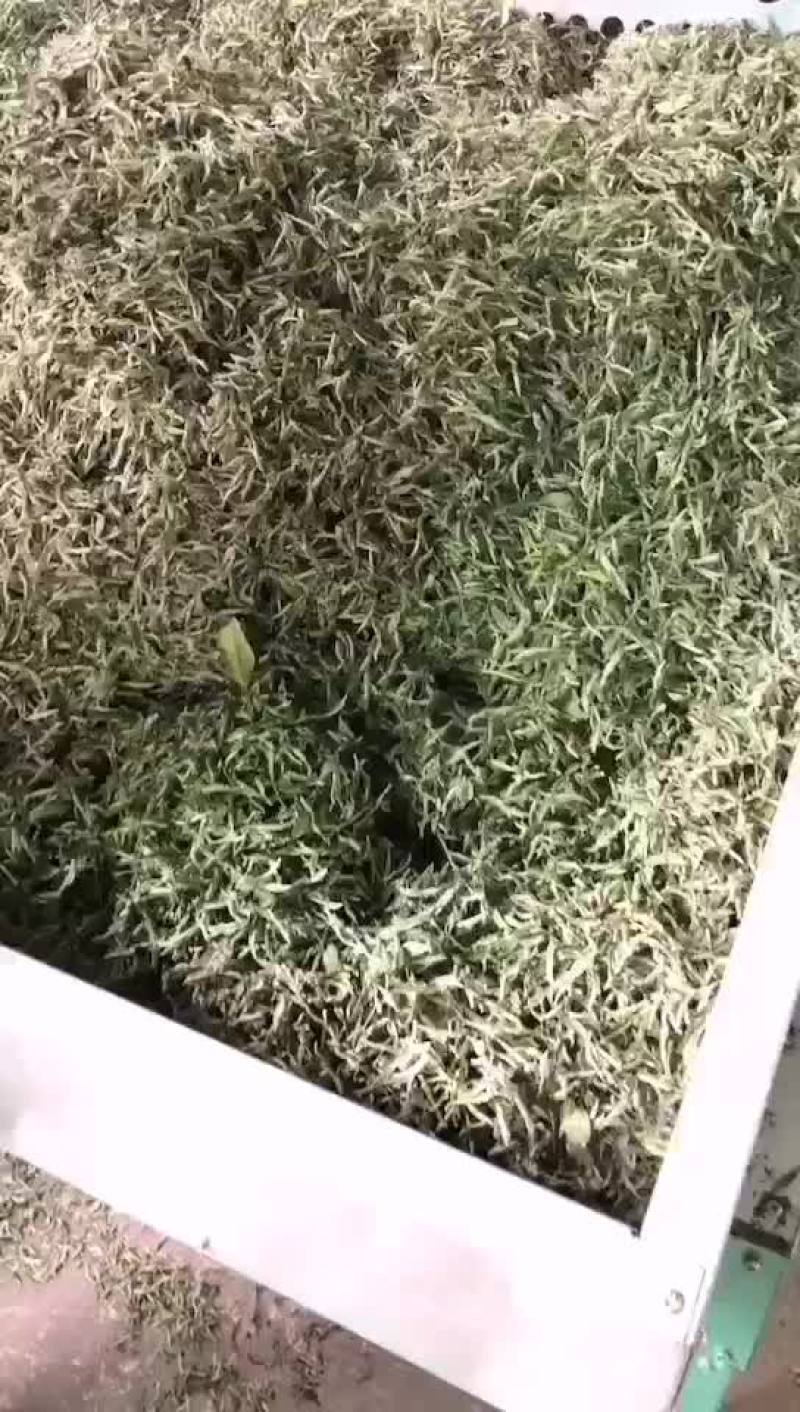 牡丹王