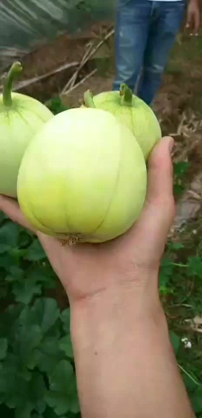 香瓜