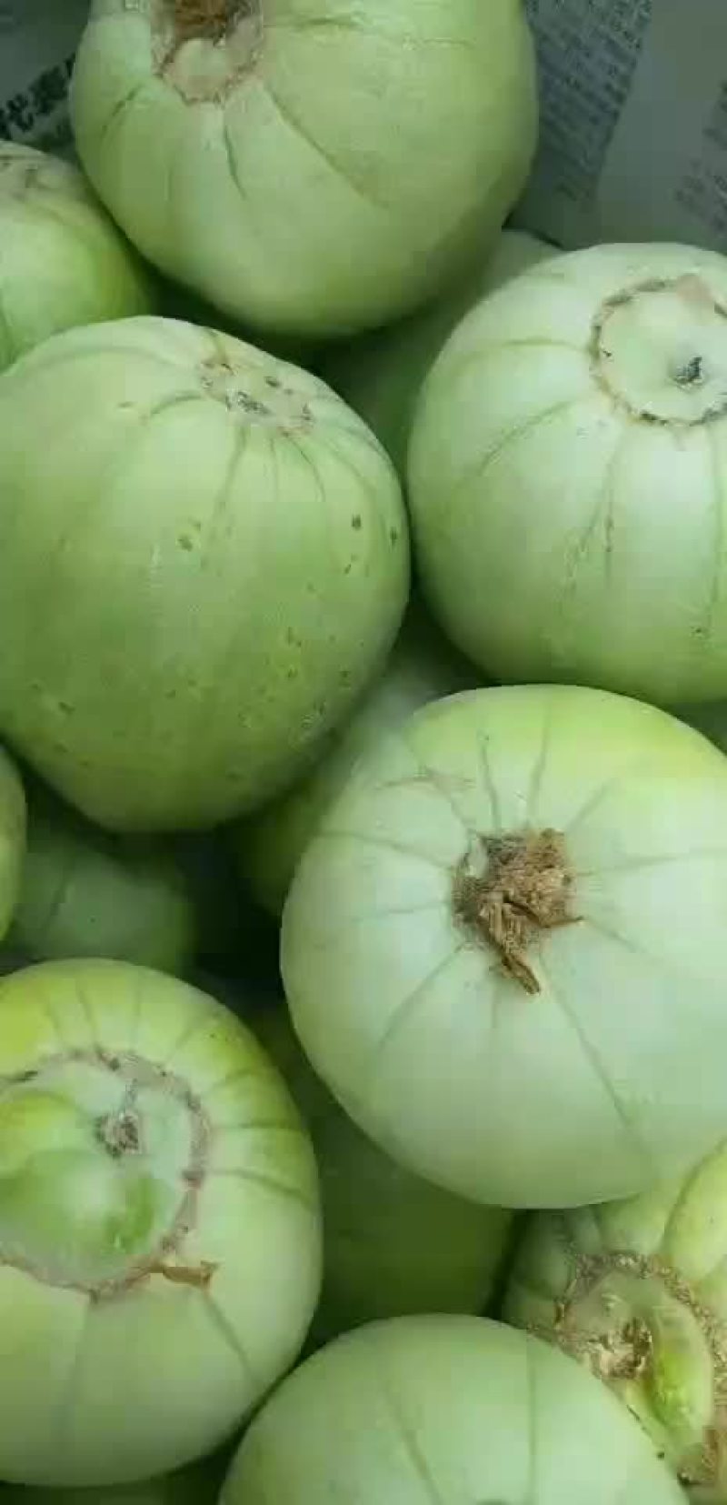 香瓜