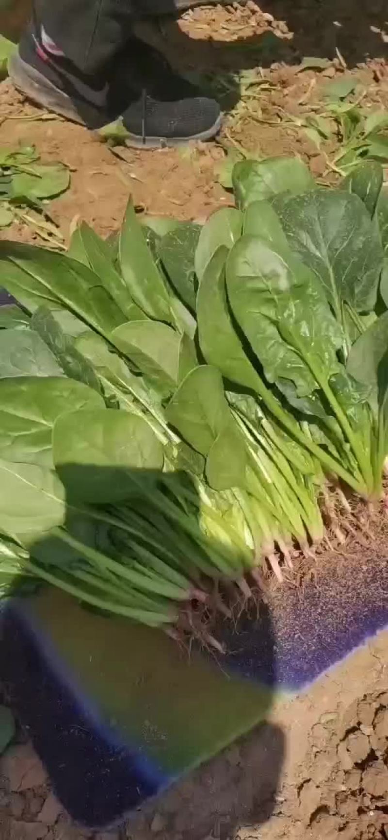 精品菠菜
