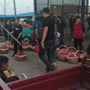 露天大樱桃，品种全