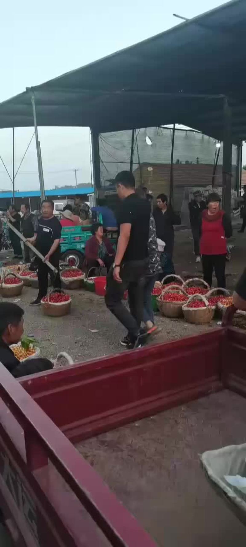 露天大樱桃，品种全