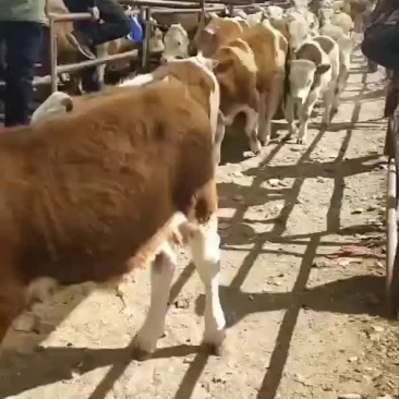 西门塔尔小公牛准备装车