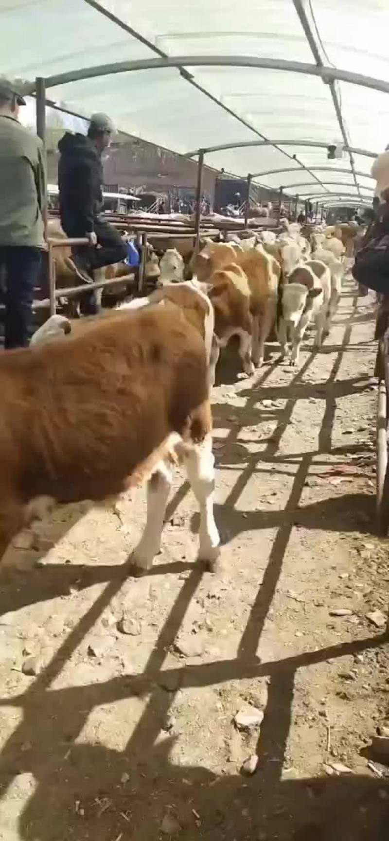 西门塔尔小公牛准备装车